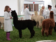 South of England Show South of England Show